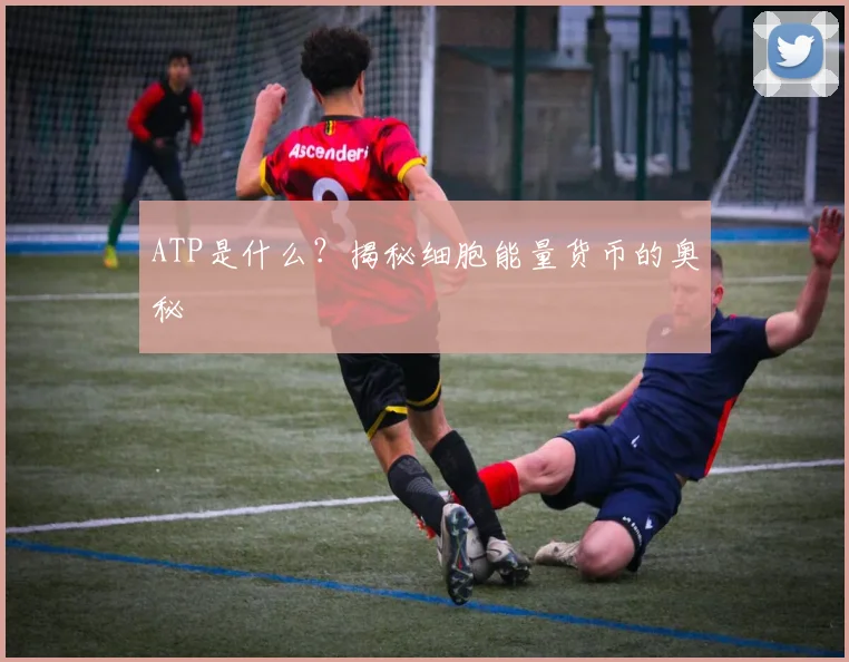 ATP是什么？揭秘细胞能量货币的奥秘